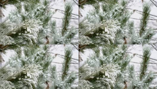 雪天松树近距离拍摄高清在线视频素材下载