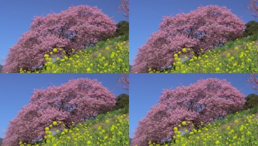 下嘉摩河边盛开的川崎樱花树和油菜花高清在线视频素材下载