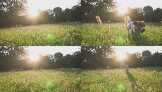 一只名叫杰克·罗素的狗在绿树和明亮的夕阳下穿过空地朝主人跑去。慢镜头大绿色草地与草在城市公园。宠物在走路。眩光高清在线视频素材下载