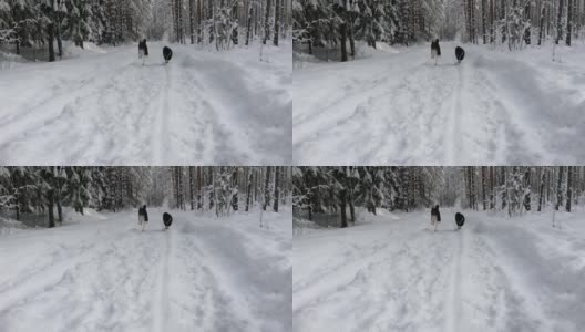 日落时分，哈士奇在雪地里奔跑。高清在线视频素材下载