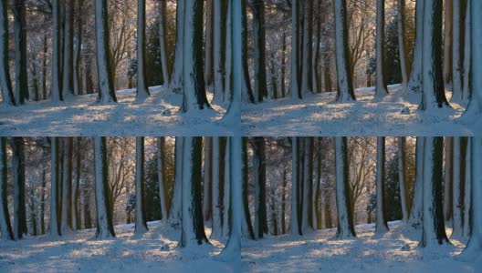 雪落在阳光照耀下白雪覆盖的林地景象高清在线视频素材下载