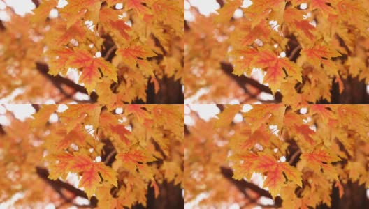 用慢动作细节镜头拍摄了一棵糖枫树树枝上五颜六色的秋天树叶，红色、黄色和橙色的叶子在微风中轻轻地吹着。高清在线视频素材下载