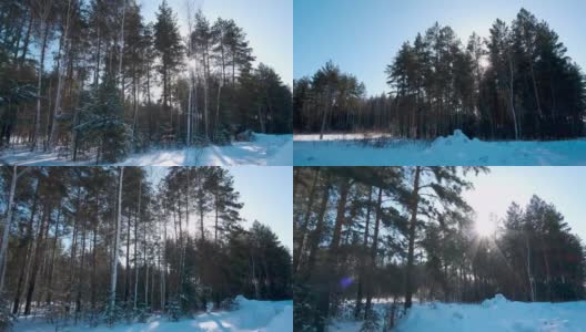 在白雪覆盖的森林里，有白桦树和青松，阳光明媚，天空湛蓝。高清在线视频素材下载