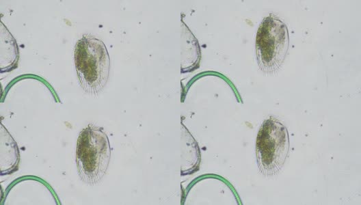 微生物高清在线视频素材下载