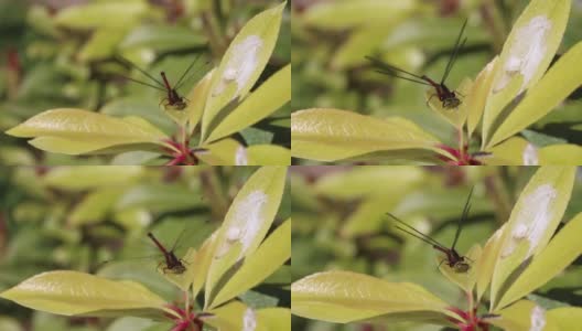 豆娘，蜻蜓，昆虫红色高清在线视频素材下载