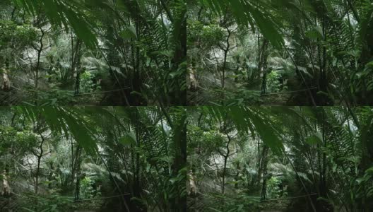 4k hold shot,Wandering the forest原始，lacation hub pa tad,Uthai Thani高清在线视频素材下载