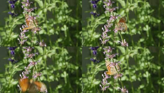 橙蝶或豹斑蝶在花上，飞出花在花园的早晨高清在线视频素材下载