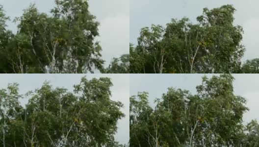 暴风雨天空下的大树高清在线视频素材下载