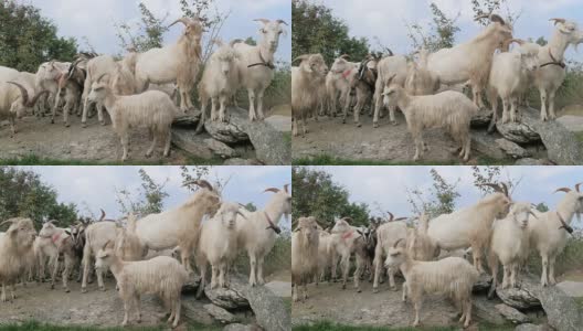 喀什米尔山羊肖像高清在线视频素材下载