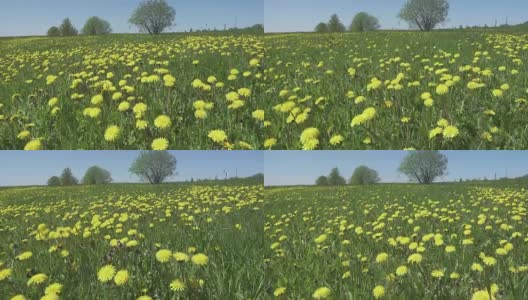 黄色的蒲公英盛开在春天的田野里。多莉的视频高清在线视频素材下载