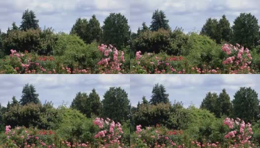 公园里玫瑰花丛盛开高清在线视频素材下载