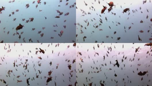 鱼群在马尔代夫反射太阳海床的背景下。高清在线视频素材下载