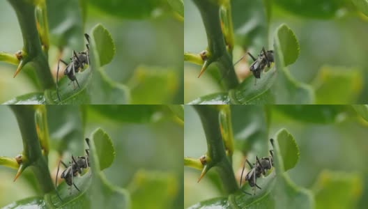 特写:绿色树叶上模仿跳蛛的黑蚂蚁。高清在线视频素材下载