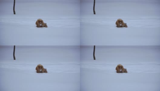 冬天。狗在雪里高清在线视频素材下载