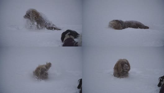 冬天。狗在雪里高清在线视频素材下载