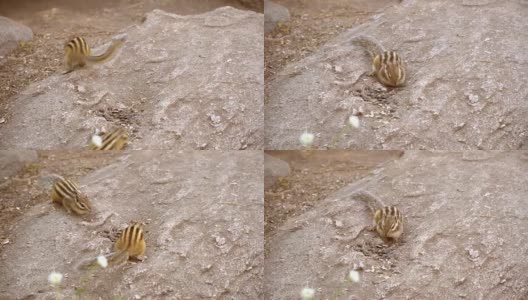 花栗鼠在岩石上吃着葵花籽高清在线视频素材下载