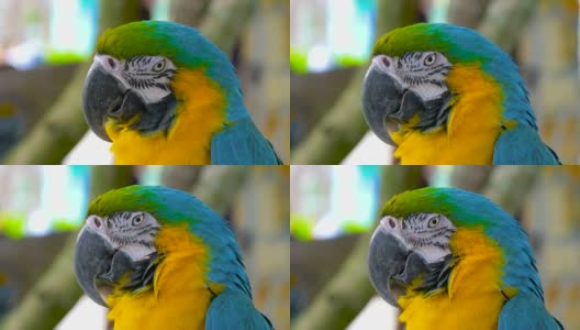 金刚鹦鹉蓝黄相间的特写高清在线视频素材下载