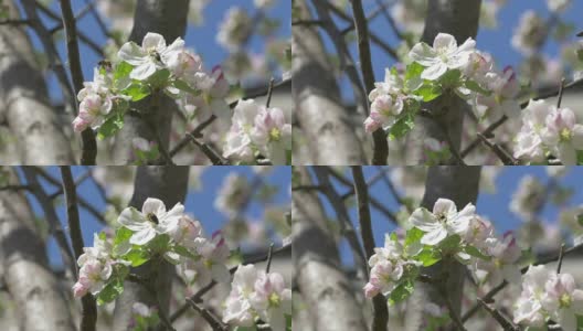 蜜蜂开花的树高清在线视频素材下载
