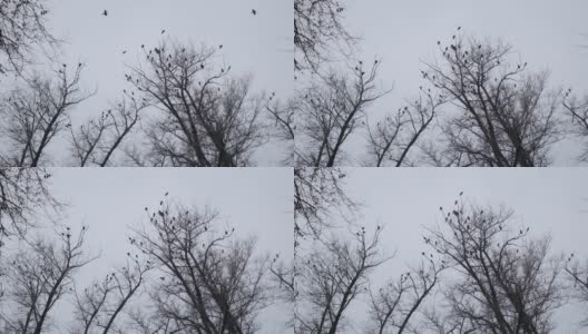 乌鸦栖息在落叶丛生的树梢，映衬着灰蒙蒙的秋日天空。高清在线视频素材下载