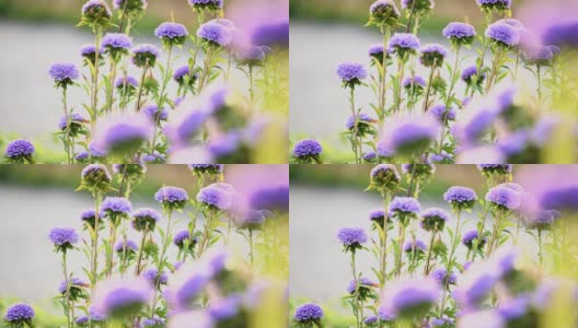 Purple chrysanthemum flowers flowerbed background高清在线视频素材下载