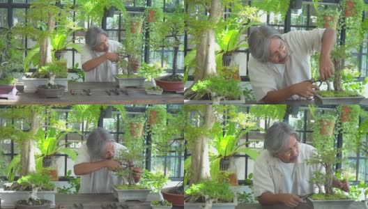 4K亚洲资深男子照顾和修剪盆景树在温室花园。快乐的男性退休老人在家放松和享受休闲活动。老年人的爱好、生活方式和保健理念。高清在线视频素材下载