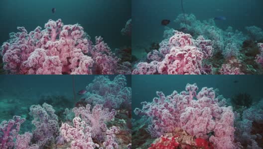 泰国海底的粉红色树突软珊瑚高清在线视频素材下载
