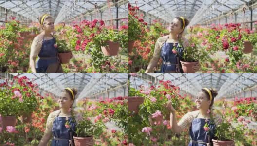 女花匠在花房的花丛中行走高清在线视频素材下载