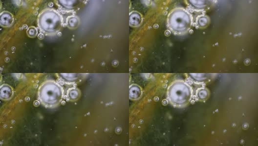 微距拍摄的水藻与水珠。科学、生物学背景高清在线视频素材下载