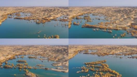 湖被沙漠包围，到处都是胡杨林高清在线视频素材下载