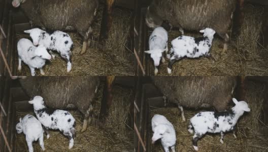 绵羊和两只小羊羔站在草堆的马厩里高清在线视频素材下载