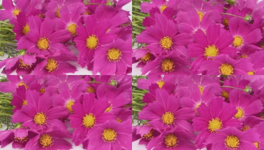花束Kosmeya。花考斯米亚或花宇宙。是菊科一年生和多年生草本植物的一个属。高清在线视频素材下载