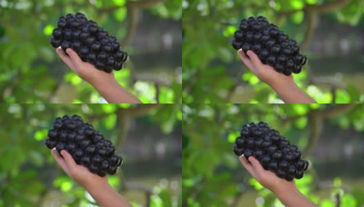 黑葡萄酒葡萄与树叶在自然农场背景，手握美味的有机巨峰葡萄在模糊的背景高清在线视频素材下载