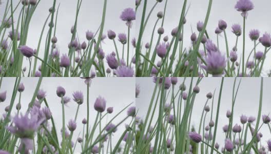 草地上点缀着美丽的紫色野洋葱花，相机缓慢的水平移动。高清在线视频素材下载