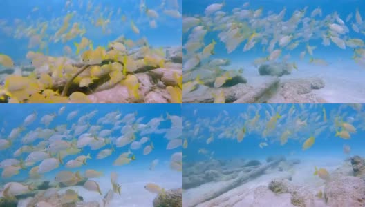 一群黄色鲷鱼在加勒比海-伯利兹堡礁/龙涎香礁高清在线视频素材下载
