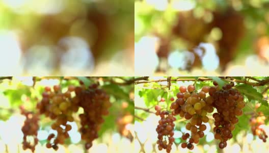 4K聚焦:葡萄园里的白葡萄高清在线视频素材下载