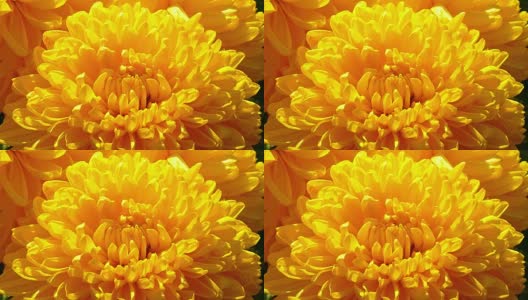 微距摄影-盛开的菊花高清在线视频素材下载