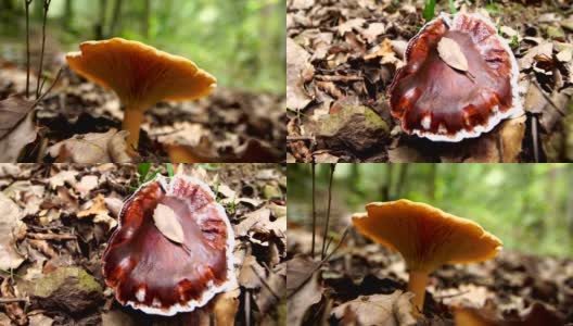 欧洲温带森林中的黄色蘑菇，可能有毒高清在线视频素材下载