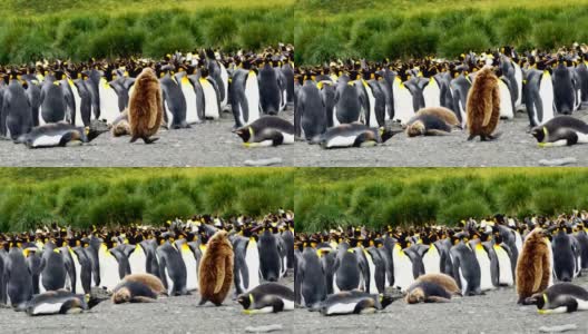 南极王企鹅南乔治亚南极圈高清在线视频素材下载