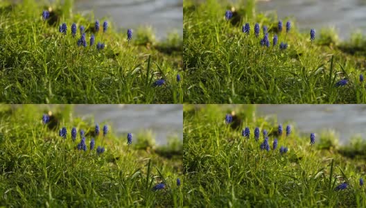 一只昆虫在一条小河边收集美丽的花朵上的花粉高清在线视频素材下载