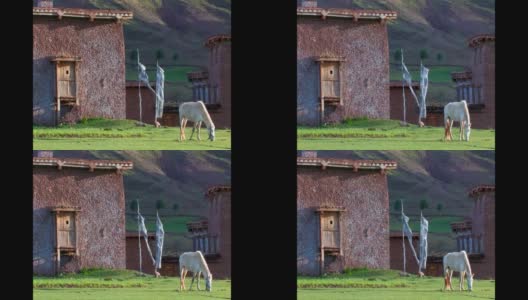 马在日落时吃草高清在线视频素材下载