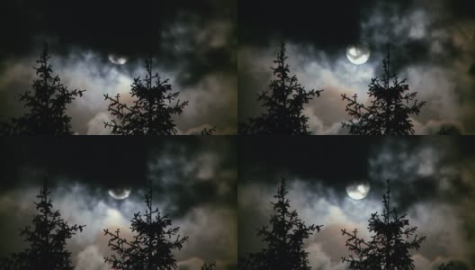 夜晚有满月和松树高清在线视频素材下载
