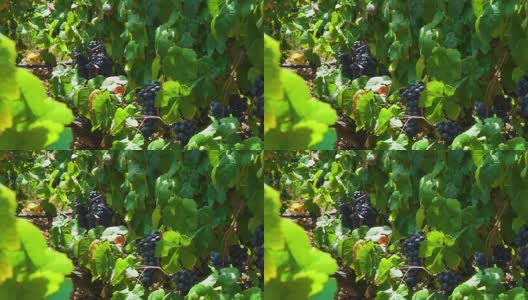 红葡萄的葡萄园高清在线视频素材下载
