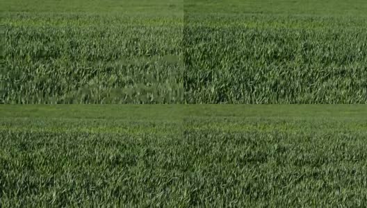 绿色的冬小麦在风中摇曳高清在线视频素材下载
