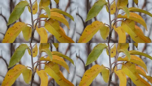 枯黄的秋叶落在树枝上高清在线视频素材下载