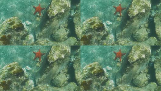 在加拉帕戈斯群岛的巴托洛梅岛的海星水下视图高清在线视频素材下载