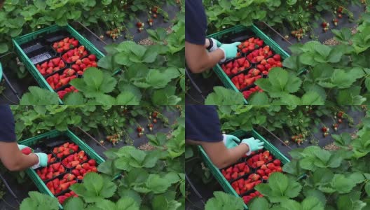 人们在种植园里采集草莓，然后把它们装进盒子里高清在线视频素材下载