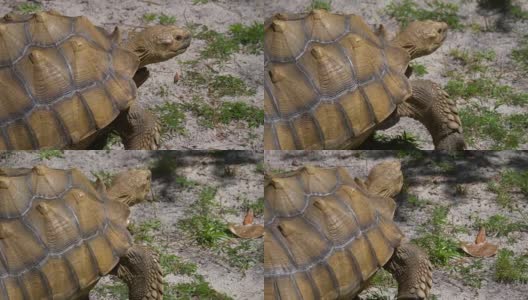 大型非洲苏卡塔龟高清在线视频素材下载