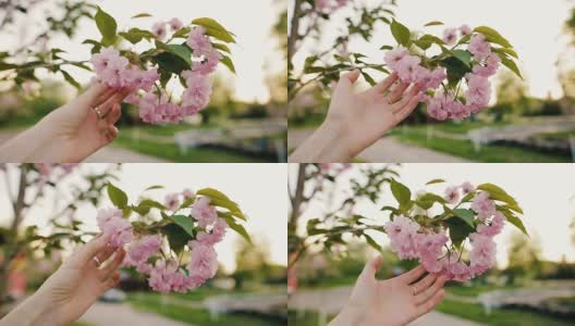 女性的手触摸盛开的樱花或樱桃在公园里高清在线视频素材下载