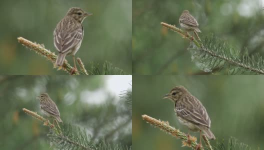 白桦树鹨(白花Anthus trivialis)春季鸣禽，白俄罗斯高清在线视频素材下载