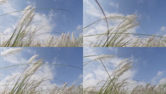 在秋风中，糖蜜花在蓝白色的天空中摇曳。它生长在通常被称为野生甘蔗和Kans草的休耕地上。特写视图。高清在线视频素材下载